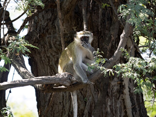 The female Green Monkey, Chlorocebus aethiops, sits on a branch and observes the surroundings. Namibia