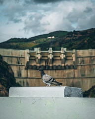 pigeon on the wall
