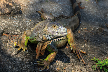 Close up Green Iguana
