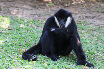 Close up Funny Movement of White-cheeked gibbon