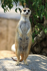 Close up  Funny Curious Meerkat 
