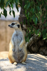 Close up  Funny Curious Meerkat 