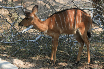 Close up Deer on the Yard