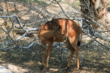 Close up Deer on the Yard