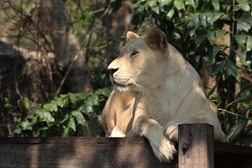 Obraz premium Funny Pose of Sleepy Lioness 
