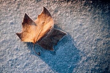 gold autumn leaf on ice