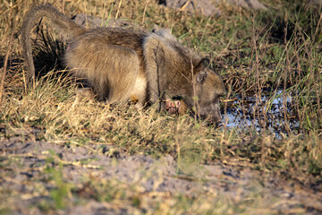 Female Chacma Baboon, Papio ursinus griseipes, with cub on belly, drinks water from lake, Namibia