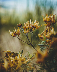 autumn leaves