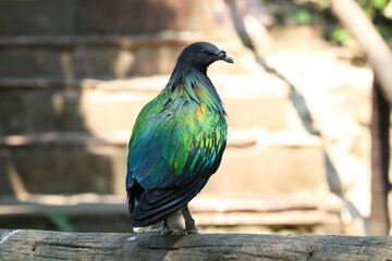 Close up Colorful Nicobar Pigeon