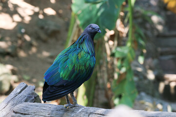 Close up Colorful Nicobar Pigeon