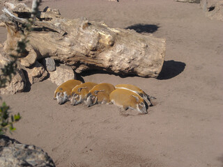 Animals in the wild from Bioparc (Valencia, Spain)