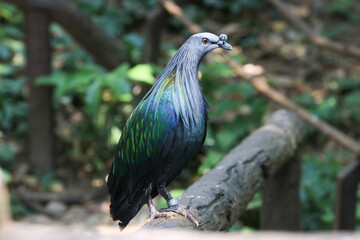 Close up Colorful Nicobar Pigeon