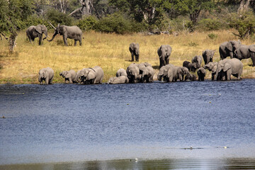 Obraz premium A herd of elephants goes to drink to the lake, Bwabwata. Namibia