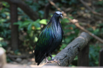 Close up Colorful Nicobar Pigeon