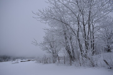 Fototapeta na wymiar A gray January morning, Sainte-Apolline, Québec