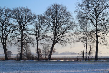 Winter landscape with a field and trees on a foggy morning