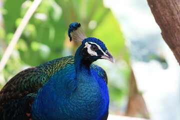 Obraz premium Close up Colorful Peacock