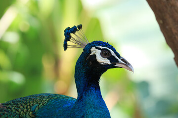 Obraz premium Close up Colorful Peacock