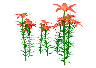 3D Rendering Orange Sensation Asiatic Lily Flowers on White
