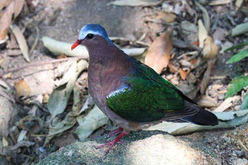 Close up Colorful Bird,  Emerald Bird,  Chalcophaps indica . Green wing , Grey-capped