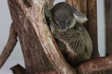 Sleepy  Koala Bear on the Tree