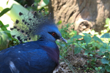 Close up Blue Pigeon, Victorian Crowned Pigeon