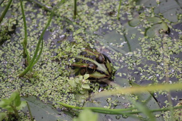 frog in the pond