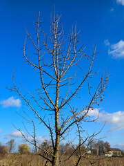 tree without leaves on a background of blue sky