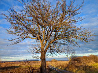 Tree without leaves on a background of blue sky. Autumn landscape