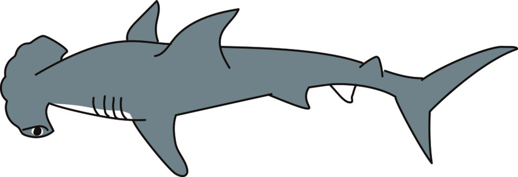 Best シュモクザメ Images Stock Photos Vectors Adobe Stock Best シュモクザメ Images Stock Photos Vectors Adobe Stock
