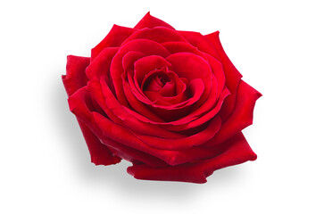 red rose isolated on white,