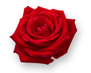 red rose isolated on white background,Red Rose Isolated ,Top view fresh single bloom flower on white background with clipping path ,for valentine love concept,red flower,rose flower,Close-up of a rose