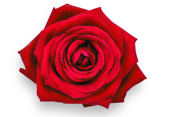 red rose isolated on white,Red Rose Isolated ,Top view fresh single bloom flower on white background with clipping path ,for valentine love concept,red flower,rose flower,Close-up of a rose flower