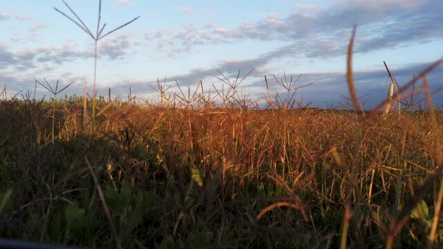 bahia grass swaying in a field during golden hour with clouds in background