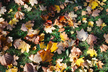Feuilles mortes en automne sur du gazon
