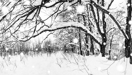 beautiful winter landscape with an oak forest during a snowfall and a path covered with snow, black and white photo