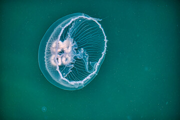 jellyfish in blue water
