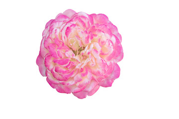 pink rose isolated on white,pink rose isolated on white background with clipping path,pink flower,rose flower