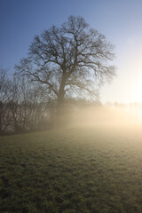 Fototapeta premium Eiche im Nebel, Hochformat