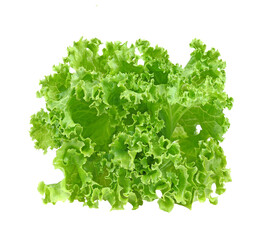 salad leaf. lettuce isolated on white background