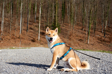 A selective focus shot of a sesame Shiba Inu in front of a forest