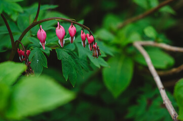 Bleeding Heart flower (Dicentra spectabilis). Bleeding heart or Dicentra spectabilis foliage and blossom early in the spring morning freshness. Beautiful red buds.