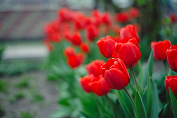 A group of blooming tulips in the spring sunshine. Spring landscape. Red tulips background. Selective focus. Soft focus