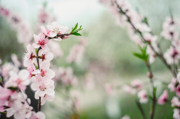 Blossoming peach tree branches, the background blurred. Peach blossom in spring. branches in full bloom.