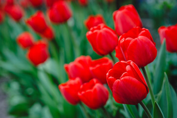 Fototapeta premium A group of blooming tulips in the spring sunshine. Spring landscape. Red tulips background. Selective focus