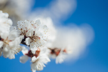 Cherry blossoms. Blossoming branches of a cherry tree in sunlight, against a blue sky. Sprig of cherry blossom, closeup.