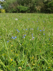 Communal Green Space