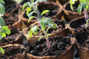 Potted seedlings growing in biodegradable peat moss pots . Gardening concept .Young tomato seedling sprouts.