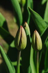Background image of tulip. Buds of tulips with fresh green leaves, blurred background, place for text. Green floral background.