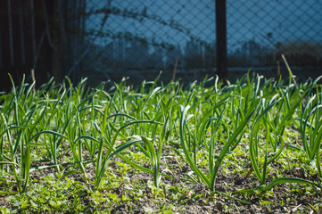 Green garlic grows in the ground in spring, close up. Organically grown garlic plantation in the vegetable garden. Vegetable beds with garlic overgrown with weeds